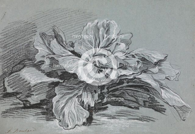 Study of a Cabbage, c1735. Creator: Francois Boucher.