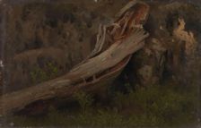Study of a decaying Trunk, probably 1851. Creator: Herman August Cappelen