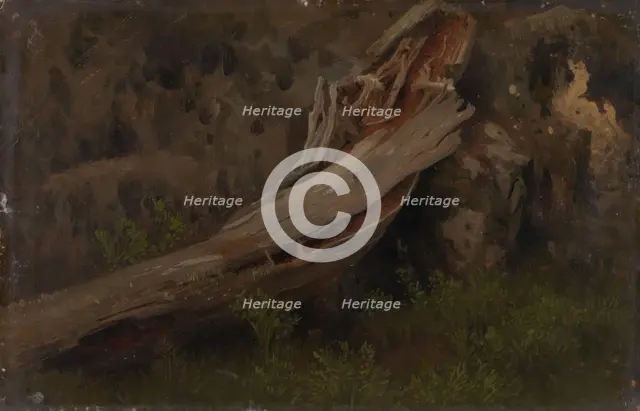 Study of a decaying Trunk, probably 1851. Creator: Herman August Cappelen.