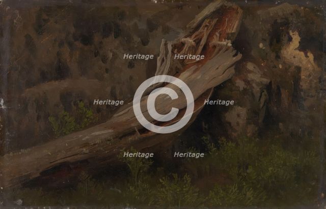 Study of a decaying Trunk, probably 1851. Creator: Herman August Cappelen.