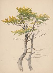 Study of a deciduous tree, around 1881. Creator: Friedrich Carl von Scheidlin