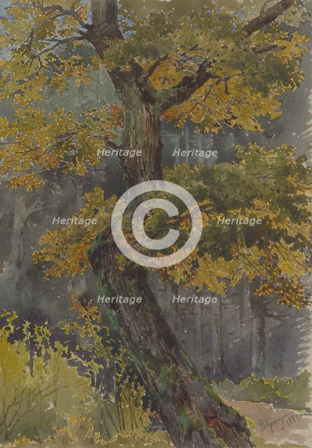 Study of a deciduous tree. Motif from St. George, 1881. Creator: Friedrich Carl von Scheidlin.