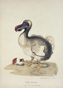 Study of a Dodo and a Guinea-pig, 1847. Artist: Charlotte Augusta Spencer-Churchill