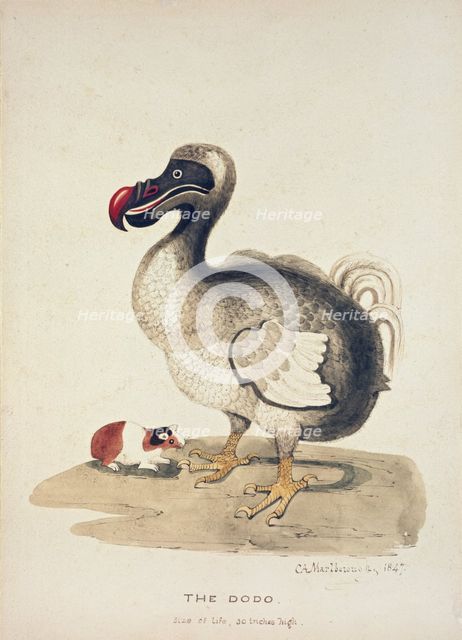 Study of a Dodo and a Guinea-pig, 1847. Artist: Charlotte Augusta Spencer-Churchill.
