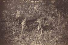 Study of a Dog, late 1870s. Creator: Auguste Giraudon