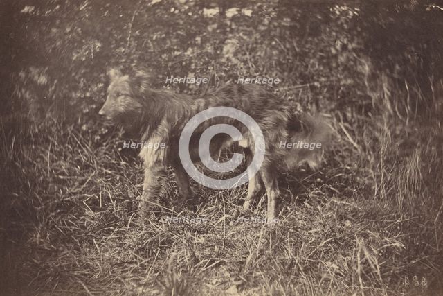 Study of a Dog, late 1870s. Creator: Auguste Giraudon.