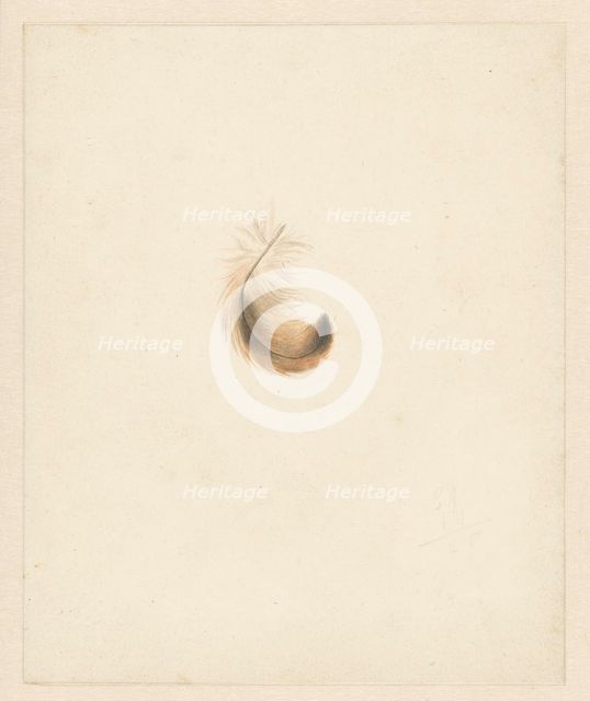 Study of a feather, 1824-1900. Creator: Albertus Steenbergen.