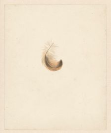 Study of a feather, 1824-1900. Creator: Albertus Steenbergen