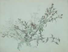 Study of a Flowering Thistle, 1846. Creator: Carl Georg Anton Graeb