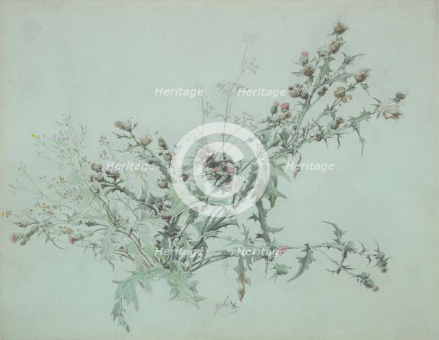 Study of a Flowering Thistle, 1846. Creator: Carl Georg Anton Graeb.
