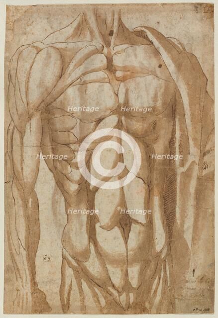 Study of a Flayed Torso, 1554. Creator: Bartolommeo da Arezzo (Italian, 1578).