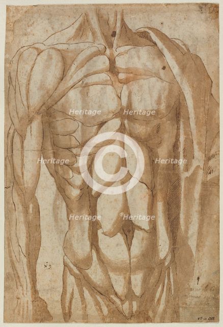 Study of a Flayed Torso, 1554. Creator: Bartolommeo da Arezzo (Italian, 1578).