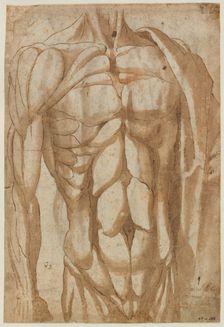 Study of a Flayed Torso, 1554. Creator: Bartolommeo da Arezzo (Italian, 1578)