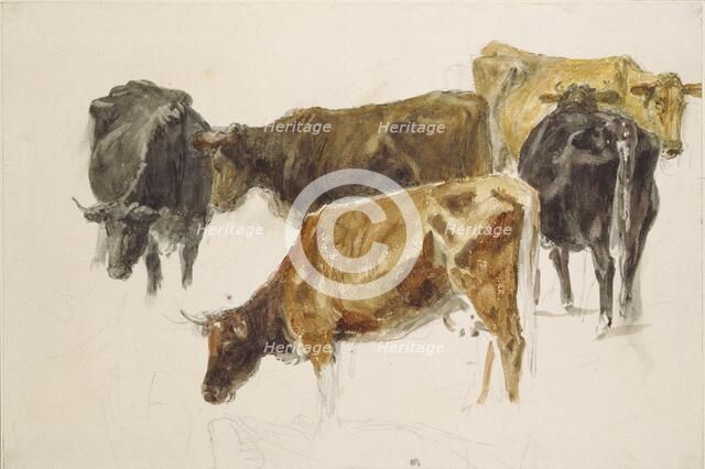 Study of a Group of Cows, c1801. Artist: JMW Turner.