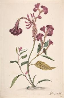 Study of a Hanekam (Celosia argentea), n.d.. Creator: Alida Withoos