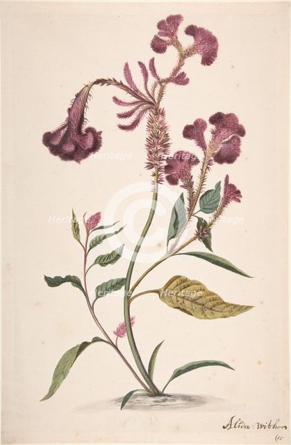 Study of a Hanekam (Celosia argentea), n.d.. Creator: Alida Withoos.