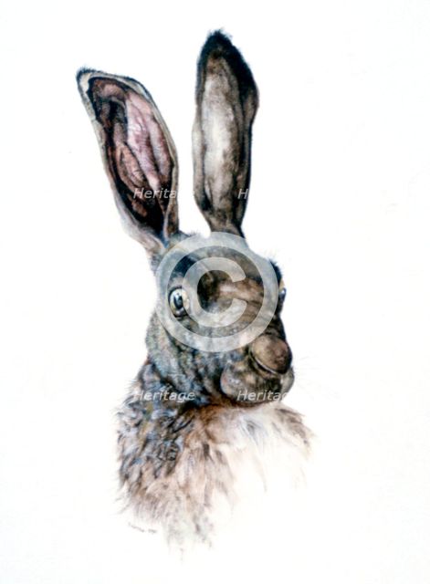 'Study of a Hare', 1502. Artist: Albrecht Dürer