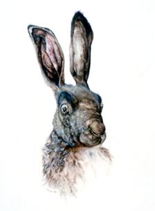 Study of a Hare 1502. Artist: Albrecht Dürer
