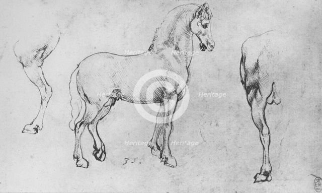 'Study of a Horse, its Near Hind-Leg and its Hind-Quarters', c1480 (1945). Artist: Leonardo da Vinci.