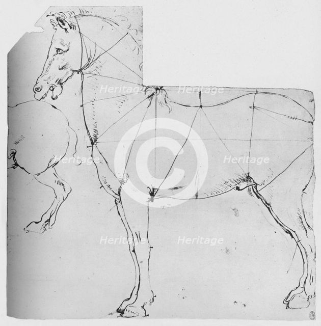 'Study of a Horse Marked Out for Measurement', c1480 (1945). Artist: Leonardo da Vinci.