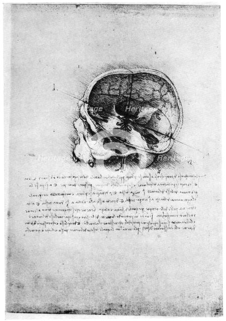 Study of a human skull, late 15th or early 16th century (1954).Artist: Leonardo da Vinci
