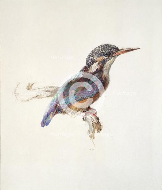 Study of a Kingfisher, with dominant Reference to Colour, probably October 1871. Artist: John Ruskin.