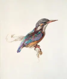 Study of a Kingfisher, with dominant Reference to Colour, probably October 1871. Artist: John Ruskin