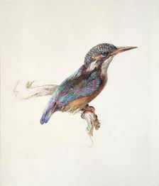Study of a Kingfisher, with dominant Reference to Colour, probably October 1871. Artist: John Ruskin
