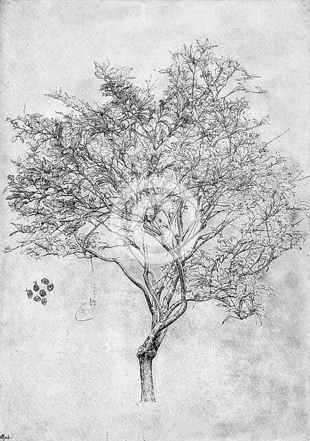 Study of a lemon tree, 1899. Artist: Unknown
