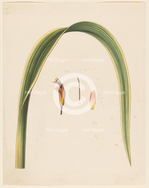 Study of a leaf and a flower, 1836-1915. Creator: Abraham Jacobus Wendel.