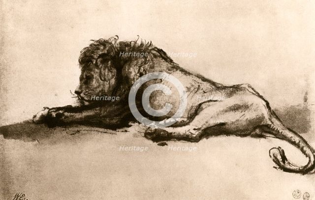 Study of a Lion, 1913.Artist: Rembrandt Harmensz van Rijn    