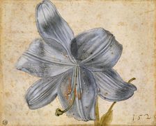 Study of a lily, 1526. Creator: Dürer, Albrecht (1471-1528)