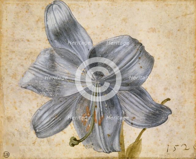 Study of a lily, 1526. Creator: Dürer, Albrecht (1471-1528).