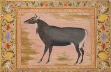 Study of a Nilgai (Blue Bull), Folio from the Shah Jahan Album, verso: ca. 1620; recto ca. 1540. Creator: Mansur