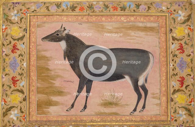 Study of a Nilgai (Blue Bull), Folio from the Shah Jahan Album, verso: ca. 1620; recto ca. 1540. Creator: Mansur.
