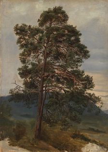 Study of a Pine Tree, 1844. Creator: Adolph Tidemand