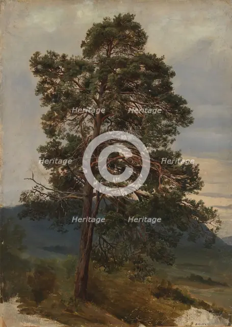 Study of a Pine Tree, 1844. Creator: Adolph Tidemand.