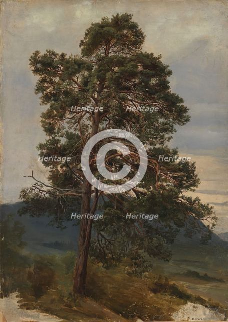 Study of a Pine Tree, 1844. Creator: Adolph Tidemand.