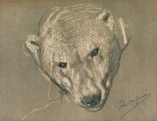 Study of a Polar Bear's Head c1901. Artist: John MacAllan Swan
