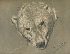 Study of a Polar Bear's Head c1901. Artist: John MacAllan Swan