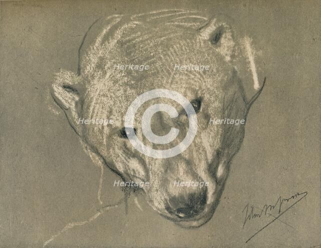 'Study of a Polar Bear's Head', c1901. Artist: John MacAllan Swan.