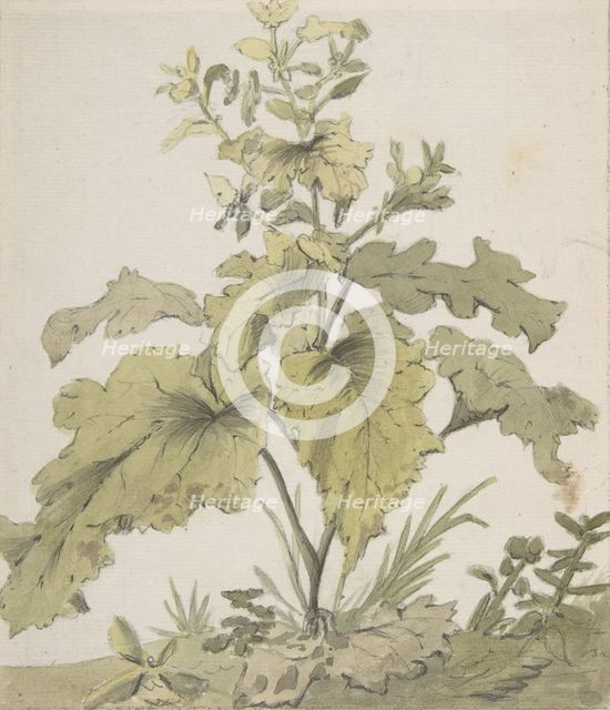 Study of a Plant, 1712-74. Creator: Christian Wilhelm Ernst Dietrich.