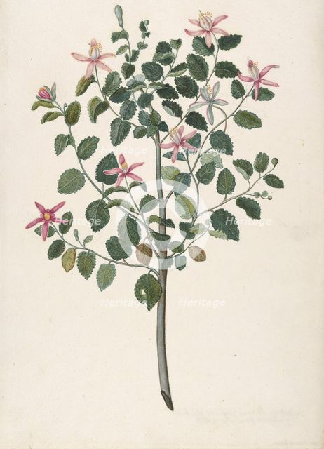 Study of a Plant with Red-Purple Flowers (Sebastiana africana purpurea), 1695. Creator: Maria Monninckx.