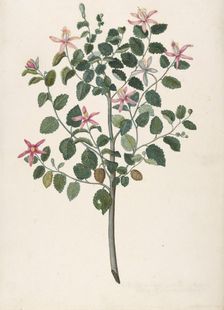 Study of a Plant with Red-Purple Flowers (Sebastiana africana purpurea), 1695. Creator: Maria Monninckx