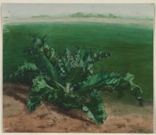Study of a Plant, Possibly Thistle, 1862. Creator: Léon Bonvin (French, 1834-1866)