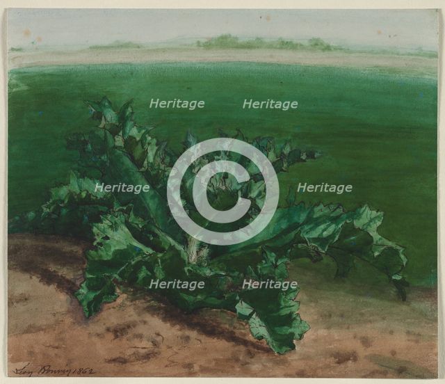 Study of a Plant, Possibly Thistle, 1862. Creator: Léon Bonvin (French, 1834-1866).
