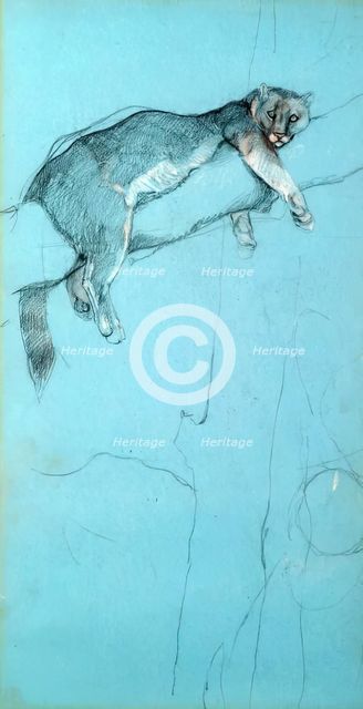 Study of a Puma, c1900s. Creator: John MacAllan Swan.