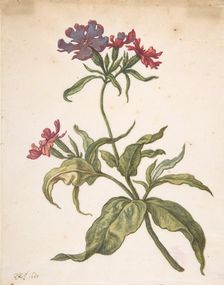 Study of a red catchfly (Lychnis hirsuta), 1680. Creator: Herman Saftleven the Younger