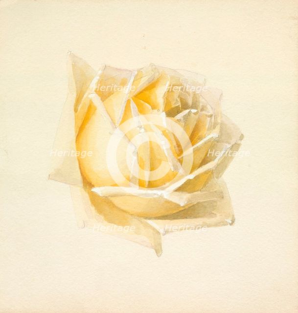 Study of a Rose, c1898. Creator: Paul de Longpré.
