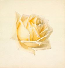 Study of a Rose, c1898. Creator: Paul de Longpré